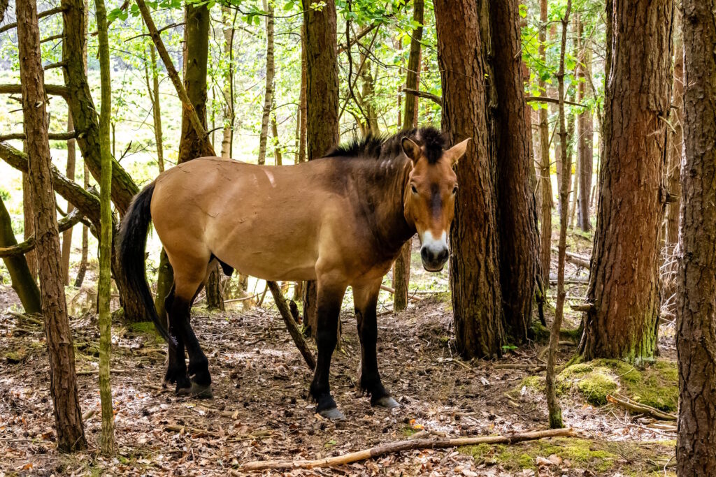 Przewalski Pferd im Wald
